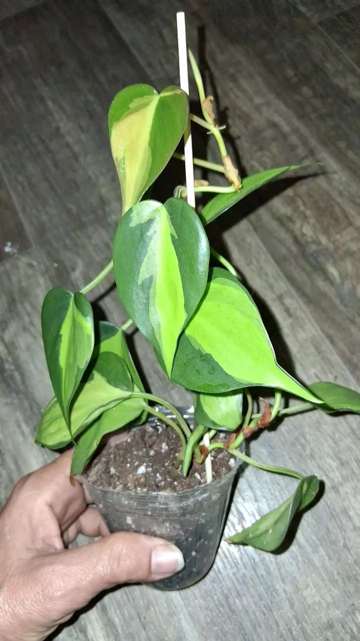 Philodendron Brazil thumbnail