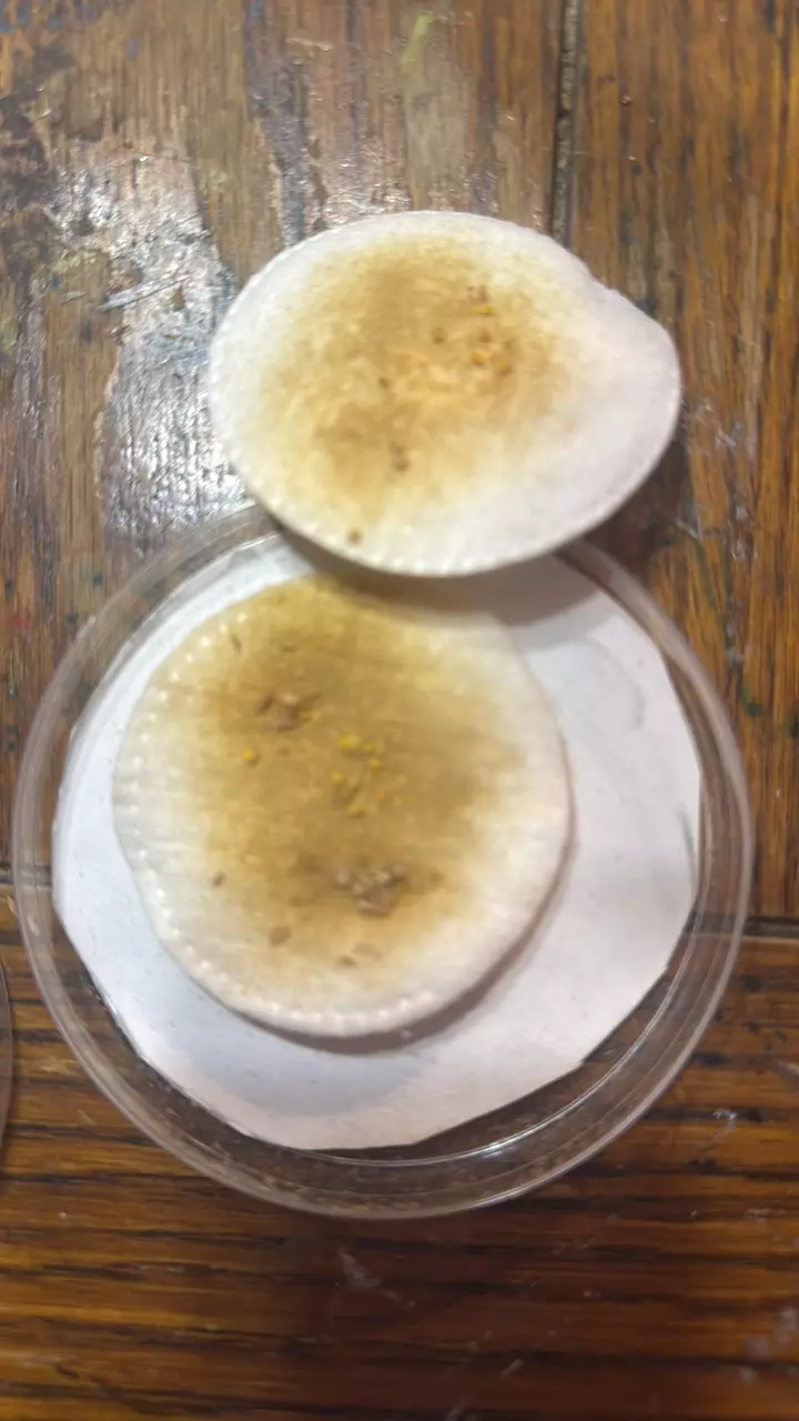 SWIRSKI Beneficial mites HOW TO BREED THEM! thumbnail