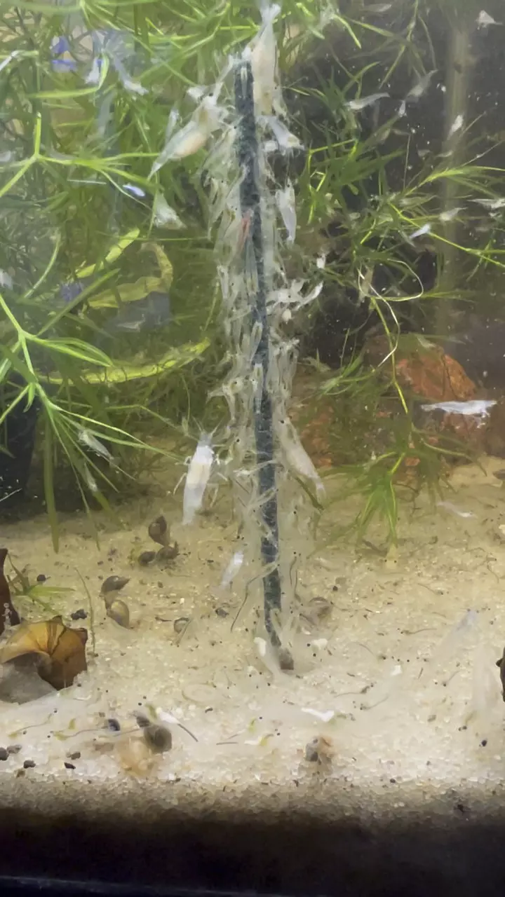 Group of 10+2 (doa) Snowball Neocaridina thumbnail