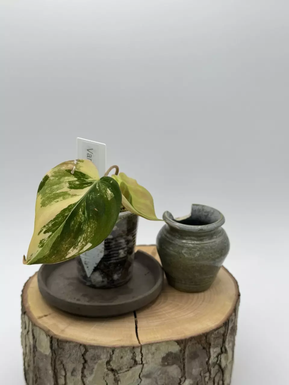 VMF-4 Variegated Micans Ferrari thumbnail