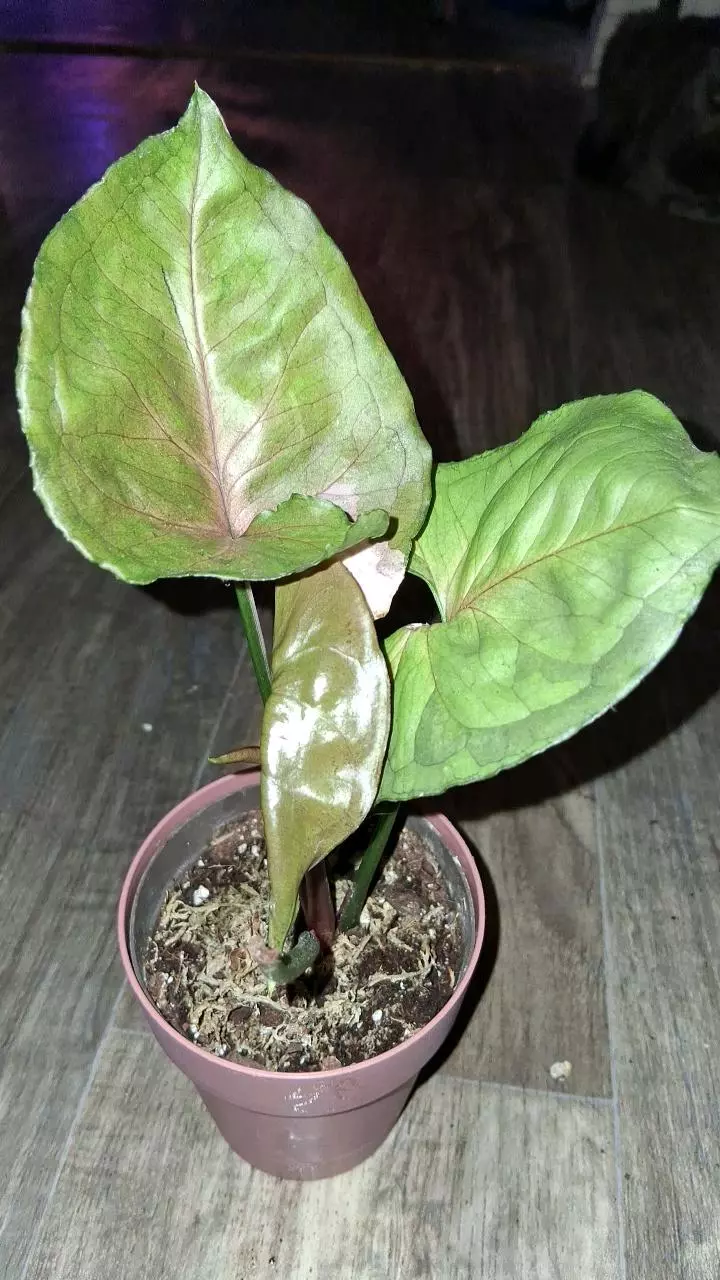 Strawberry Ice Syng -B thumbnail