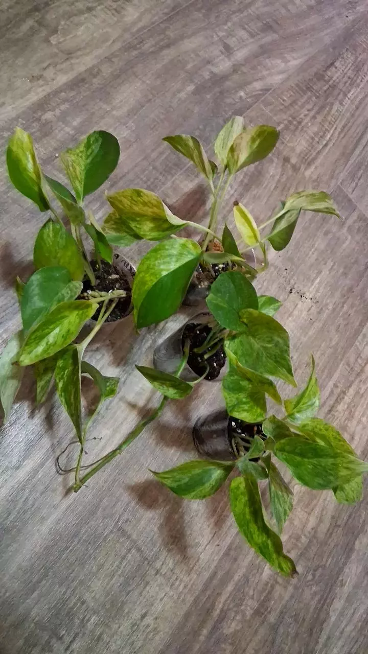 Marble Queen Pothos GC thumbnail