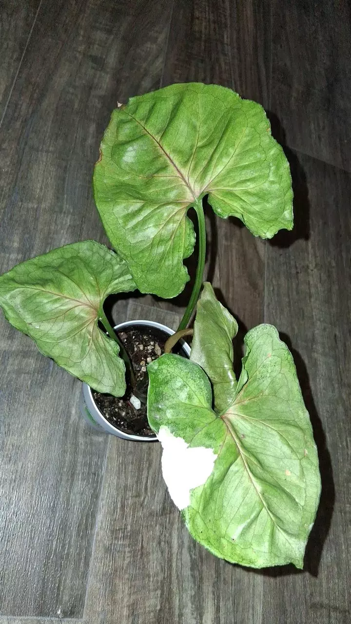 Strawberry Ice Syng-A thumbnail