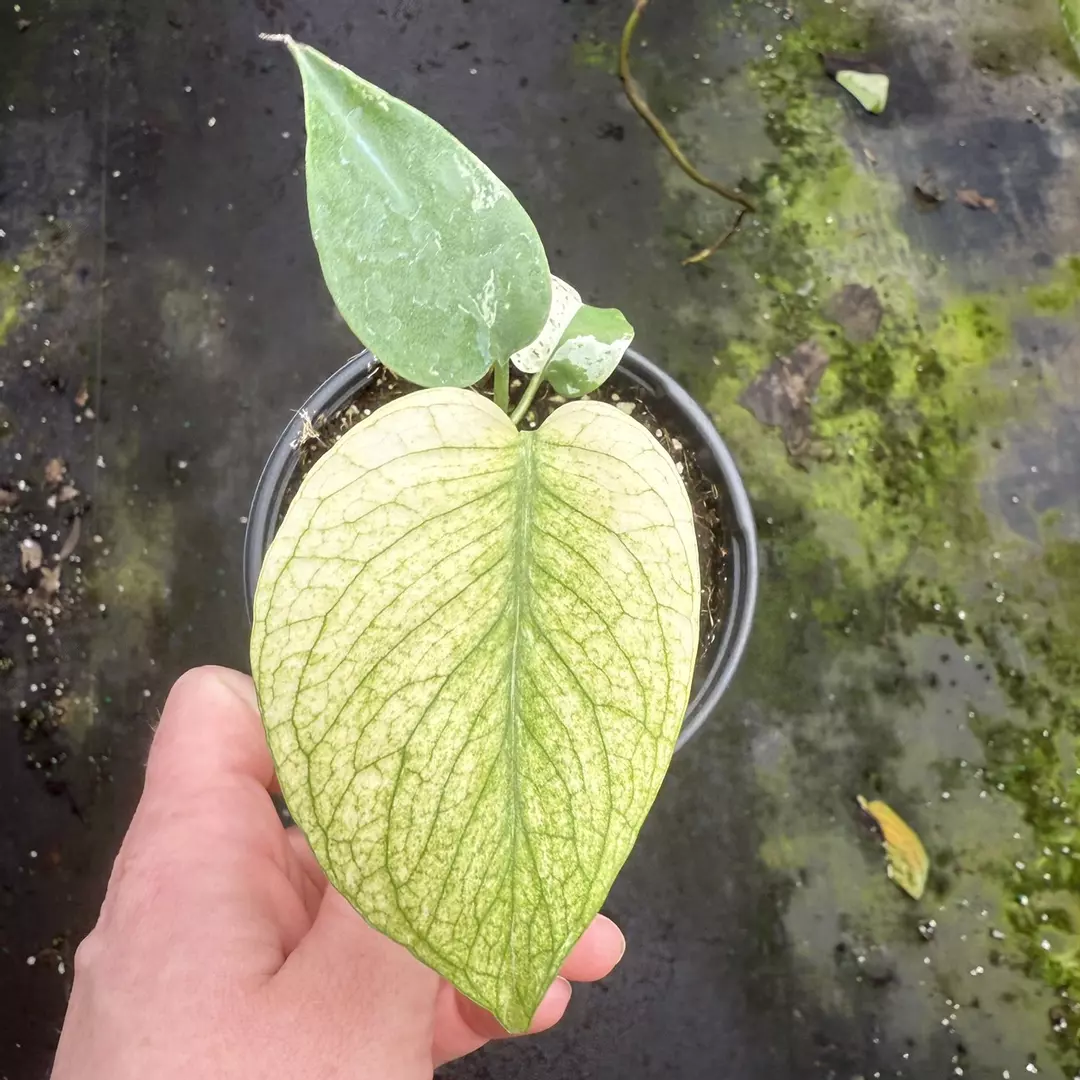 Monstera White Monster - 4” pot Growers Choice (or msg to pick) thumbnail