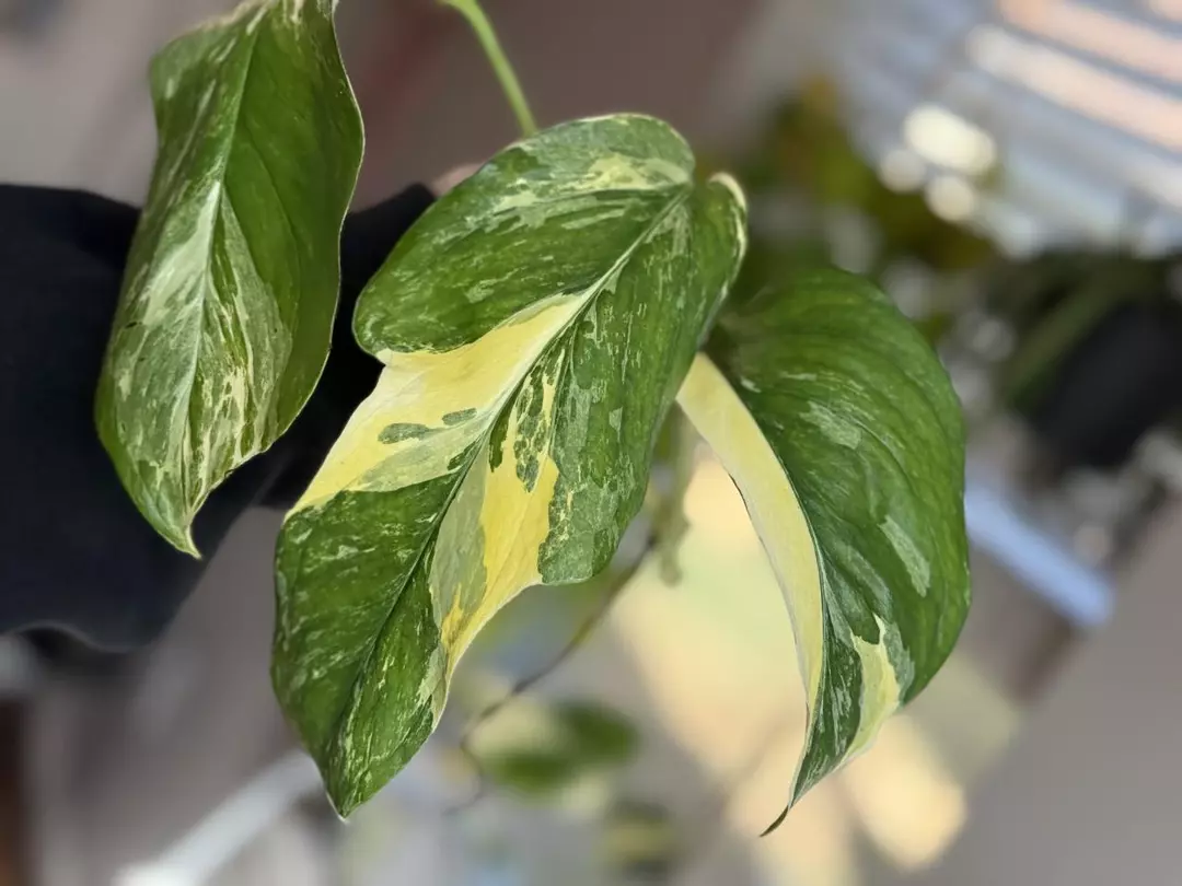 Variegated Monstera Lechleriana thumbnail