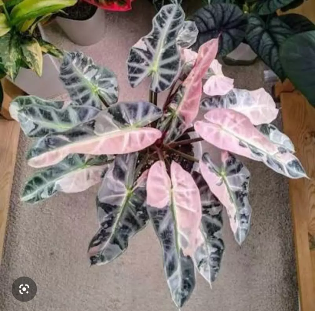 Alocasia Pink Bambino Tissue Culture thumbnail