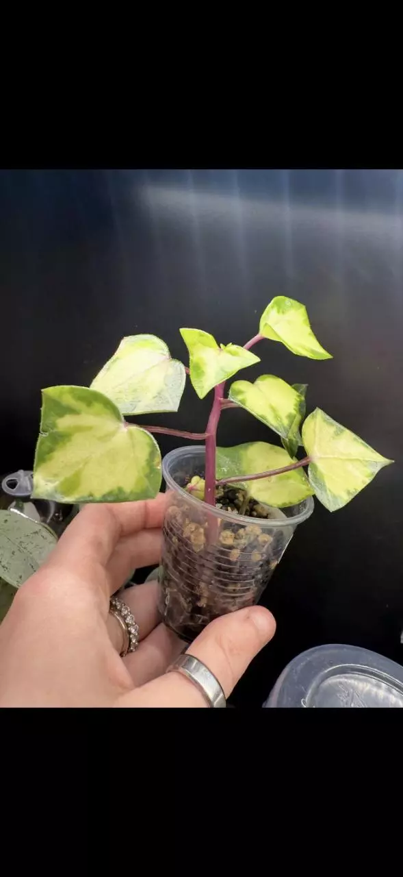 Variegated wax ivy thumbnail