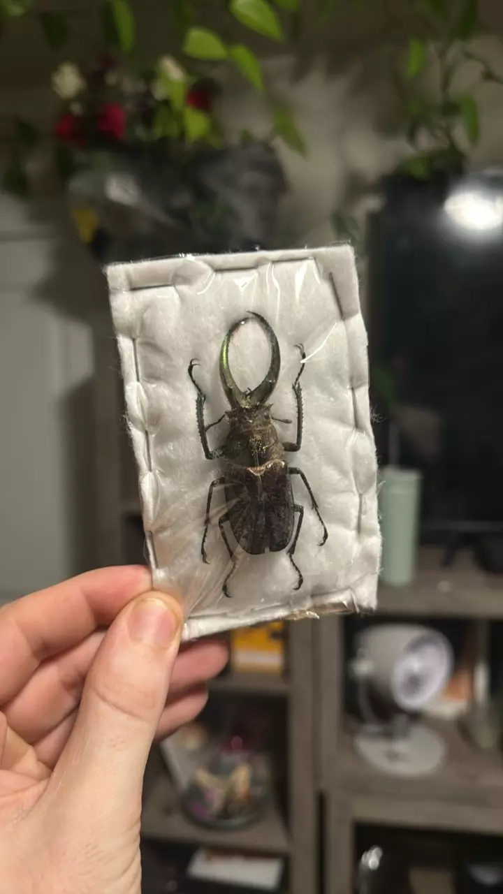 Dried beetle thumbnail