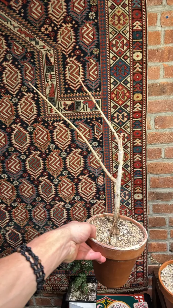 BOSWELLA SACRA CUTTING FROM MINIATREE ORIGINAL TREE IN AZ + C MYYRHA SEEDLING thumbnail