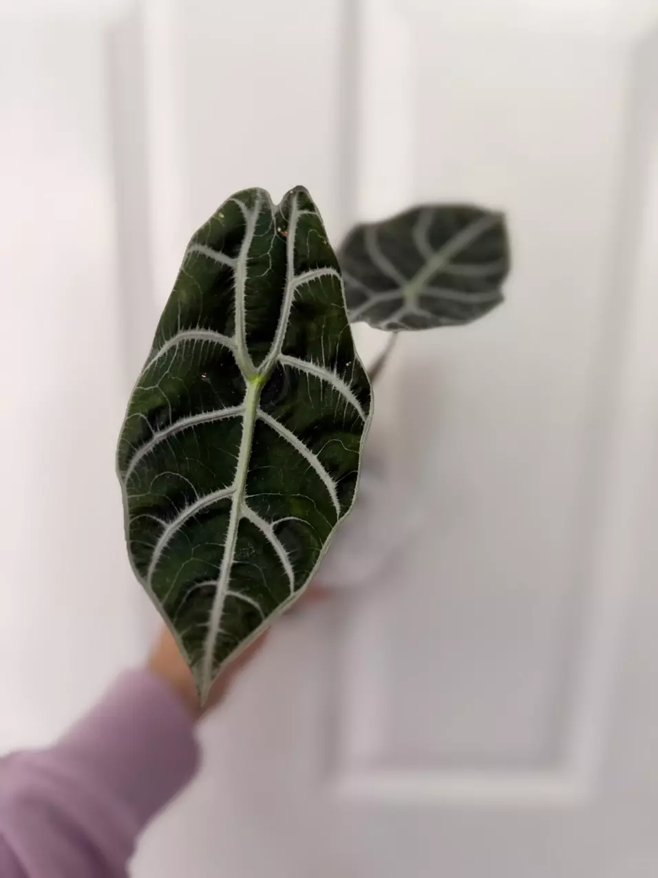 Alocasia Watsoniana Lightning Corm only thumbnail