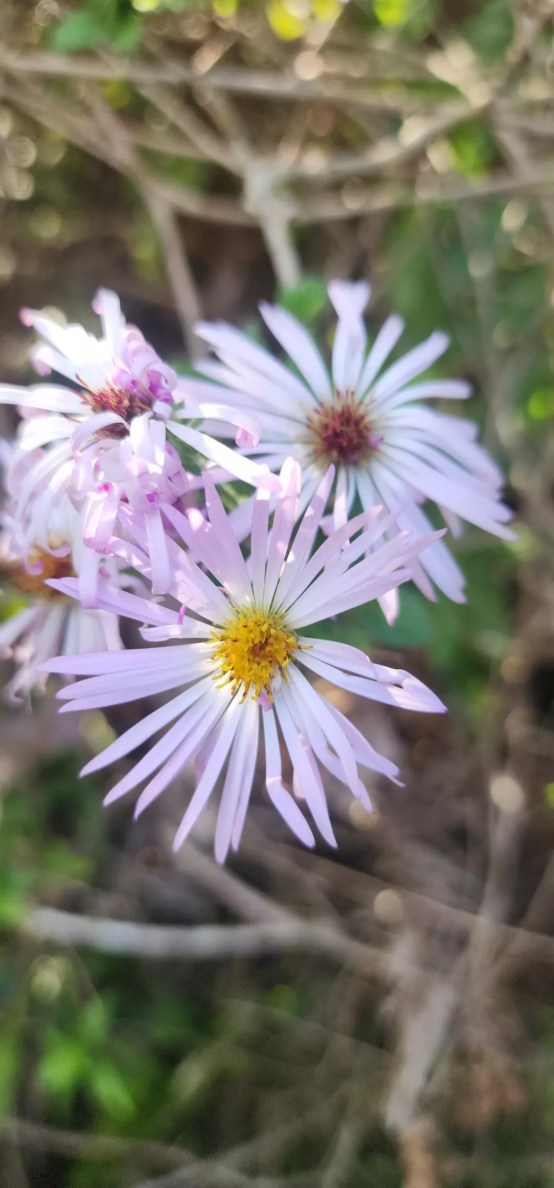 Mystery Cuttings bundle! thumbnail