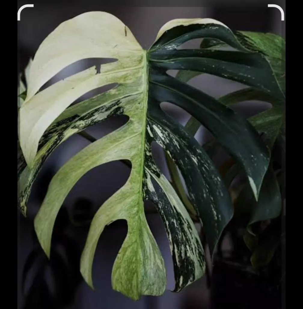 Monstera Mint Tissue Culture thumbnail