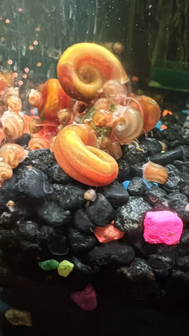 Live Ramshorn Snails x20!!! GREAT DEAL! thumbnail