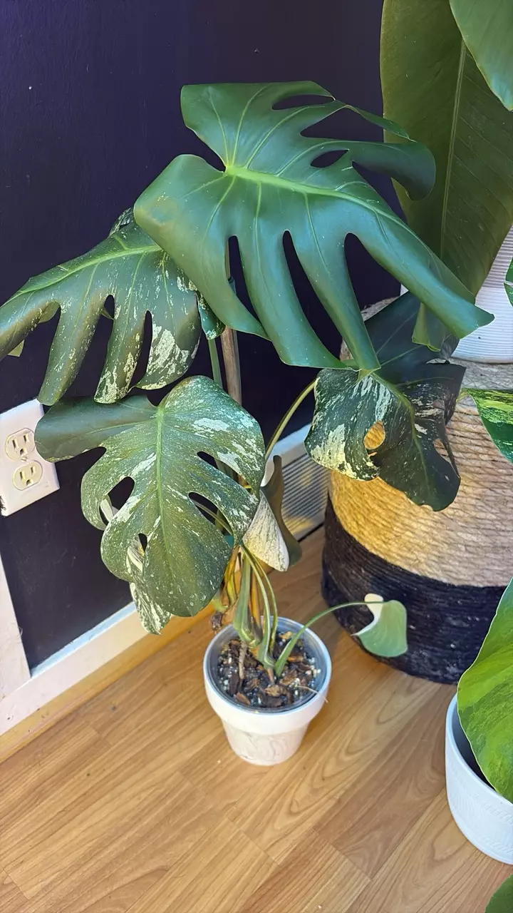 White monster monstera thumbnail