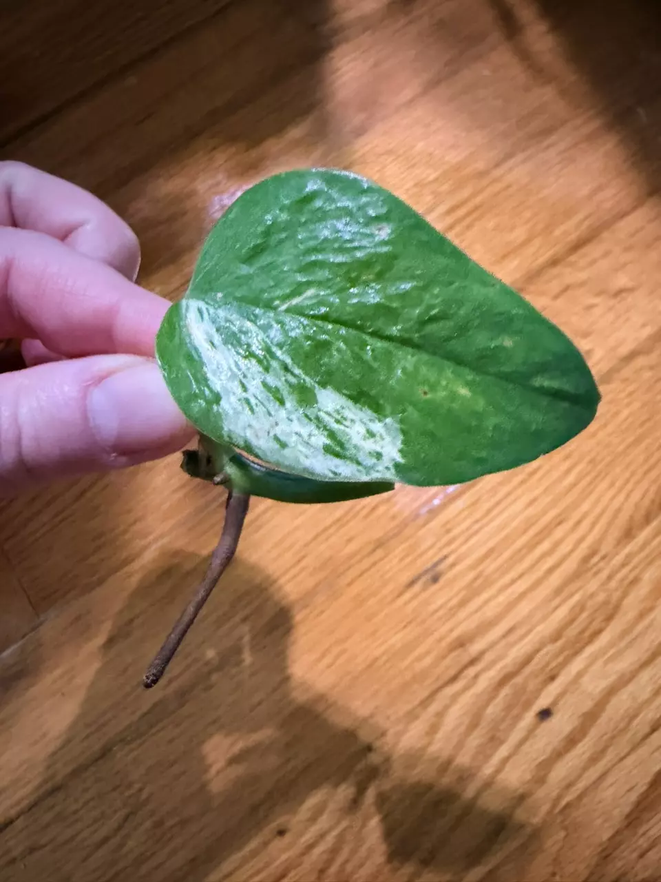 Teruno Pothos- Varigated Bumpy Unrooted Midcut thumbnail