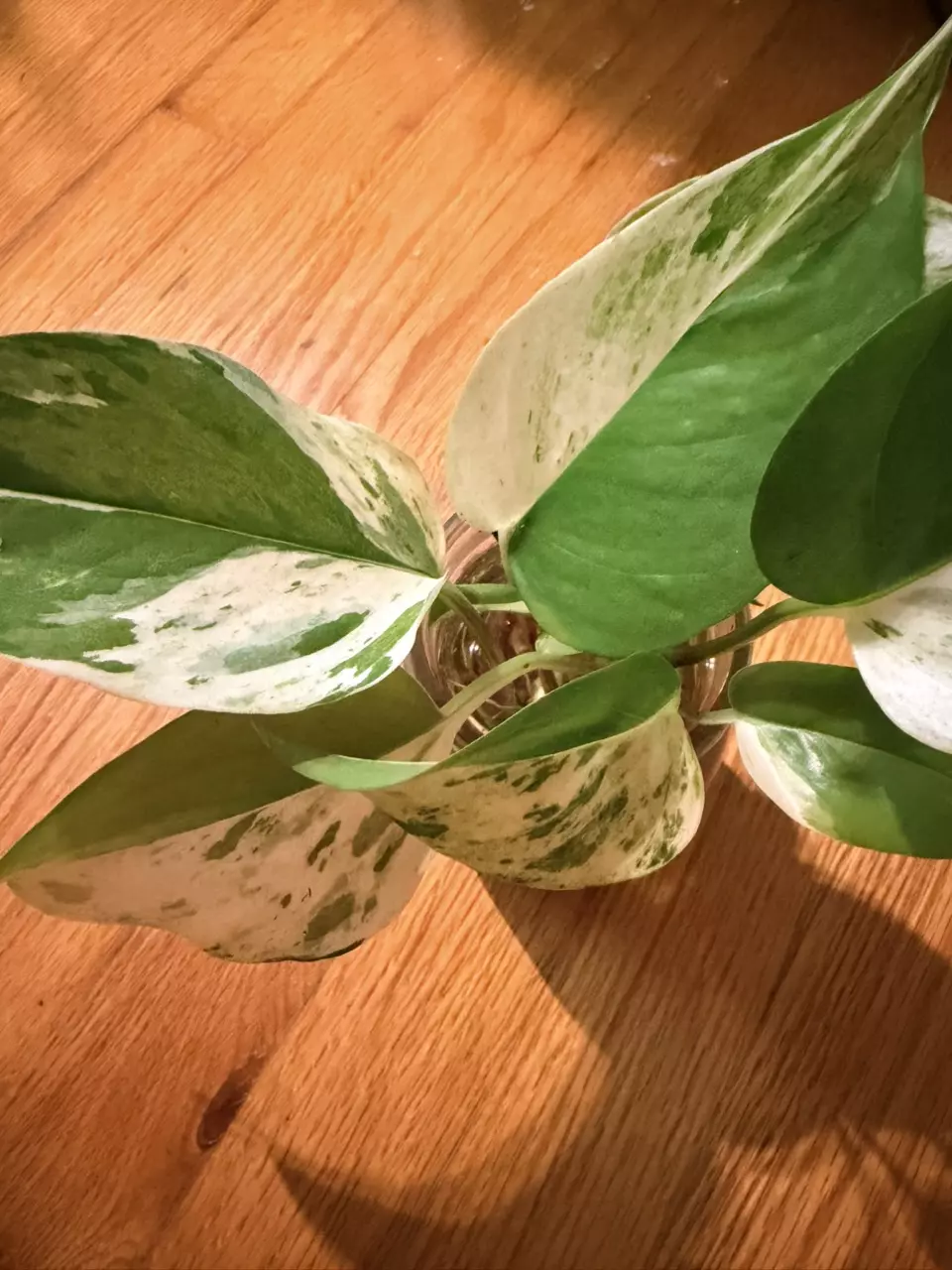 Scrambled Egg Pothos- aka White Sport Epipremnum thumbnail