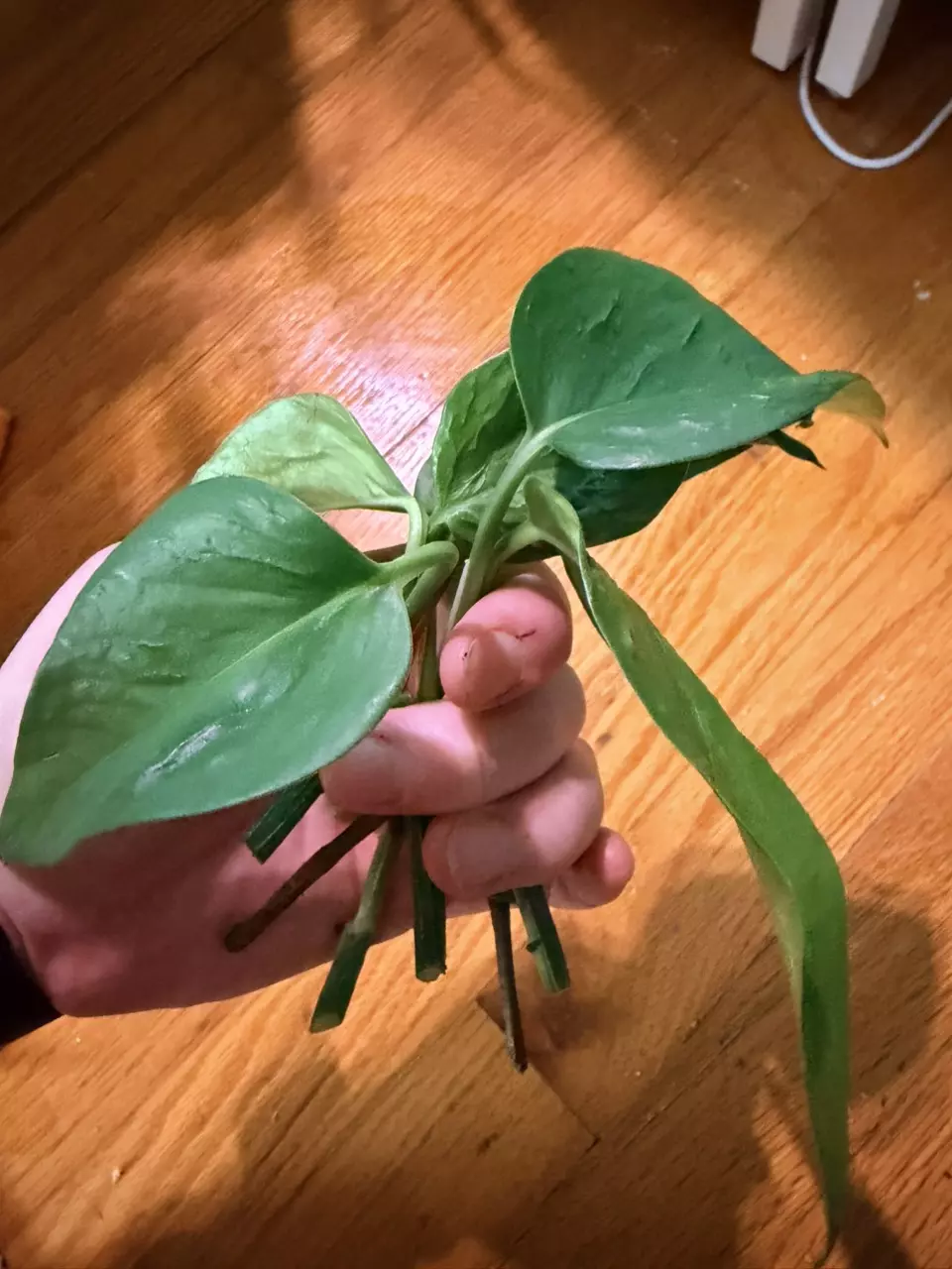Teruno Pothos- Bumpy Unrooted Midcut- Multiple Available thumbnail