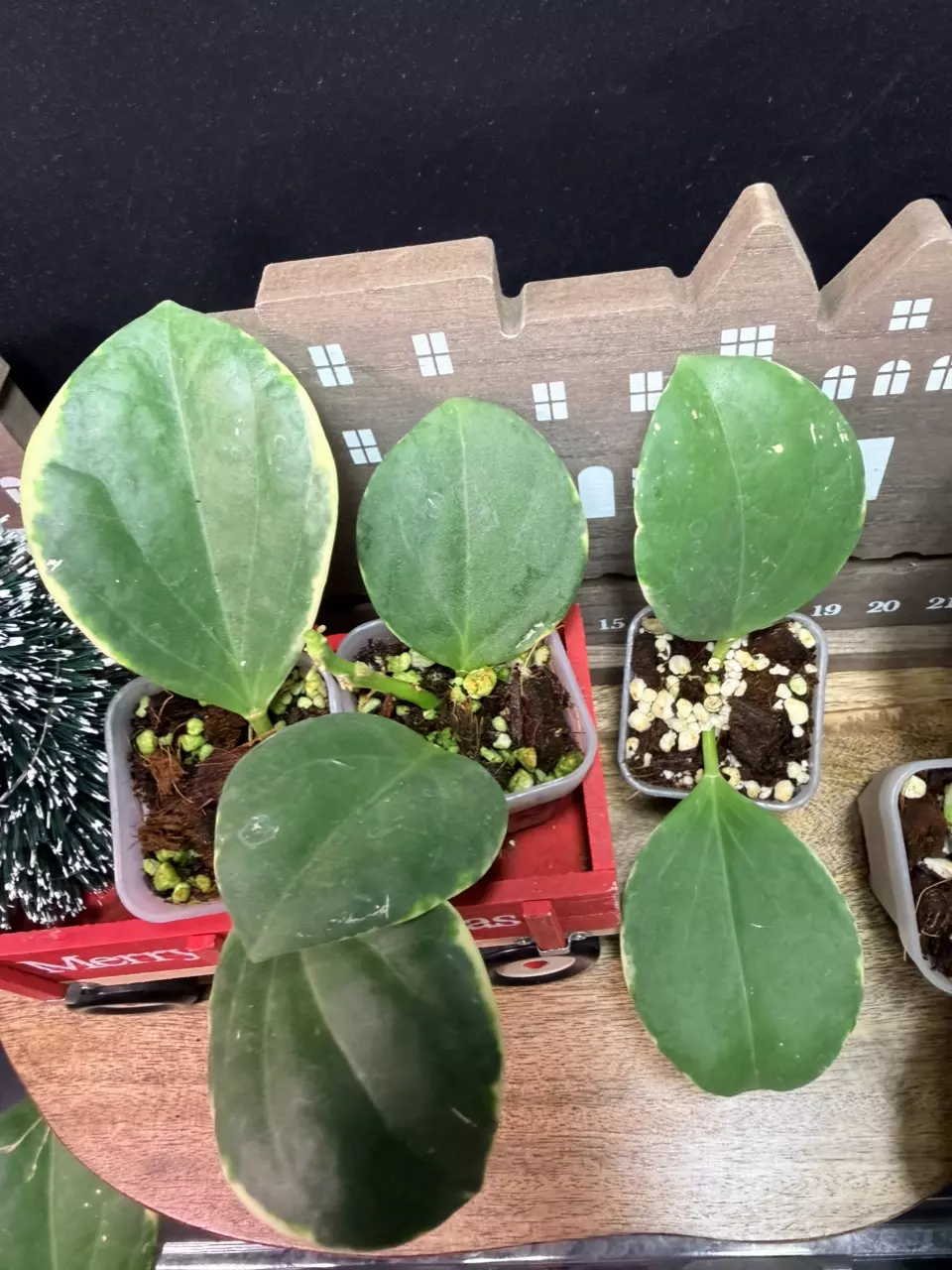 Hoya Pachyclada Outer Variegated( grower’s choice) thumbnail