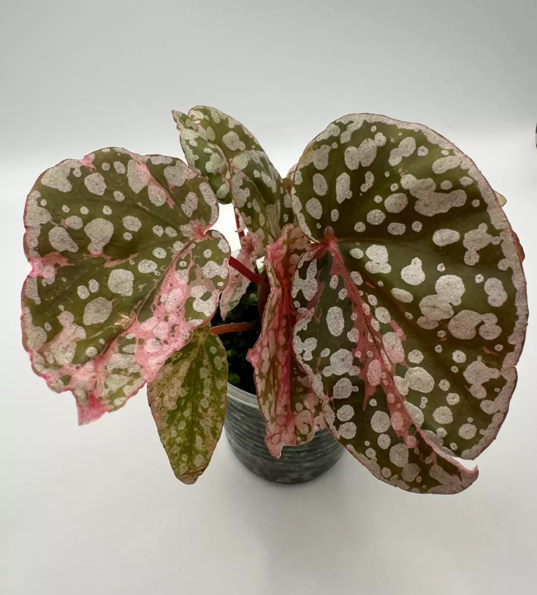 Variagted Snowcapped Begonia thumbnail