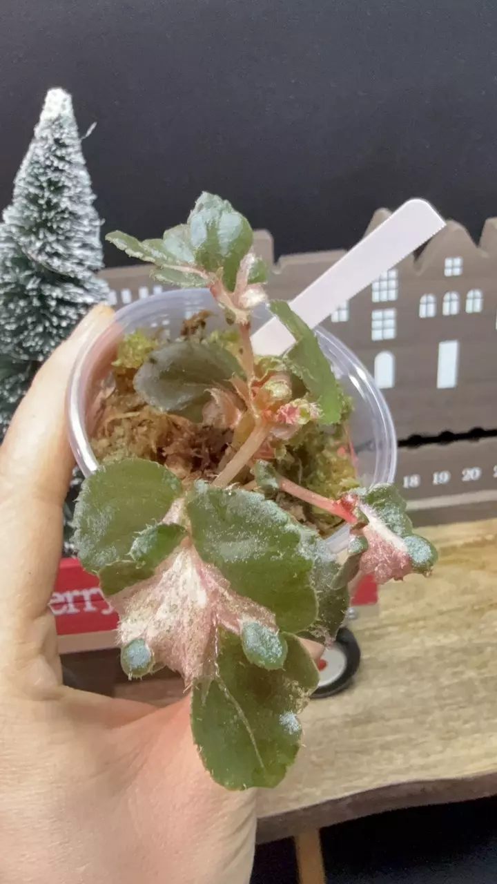 begonia cucullata variegated pink variegation rooted#38 thumbnail