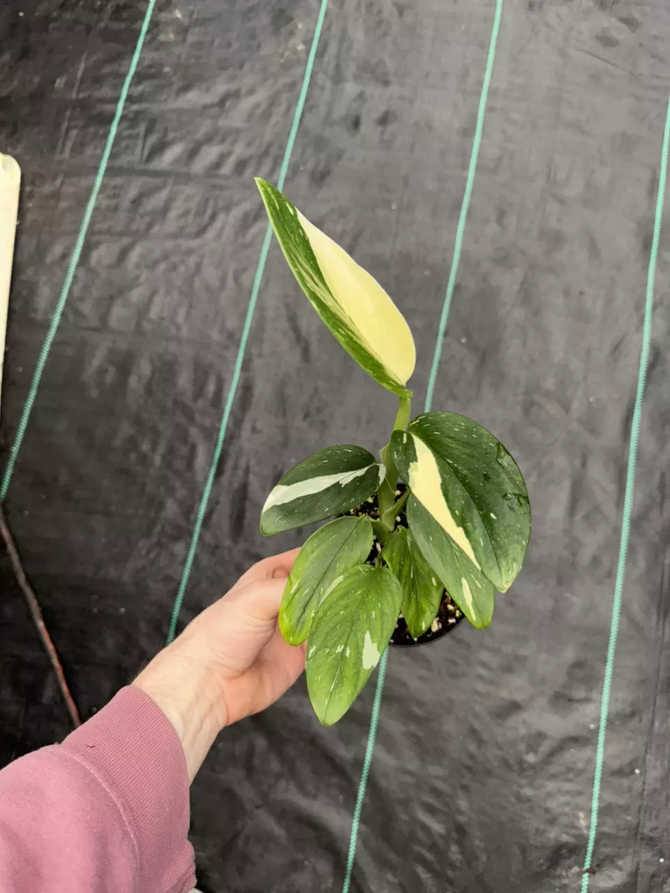Monstera Cobra thumbnail