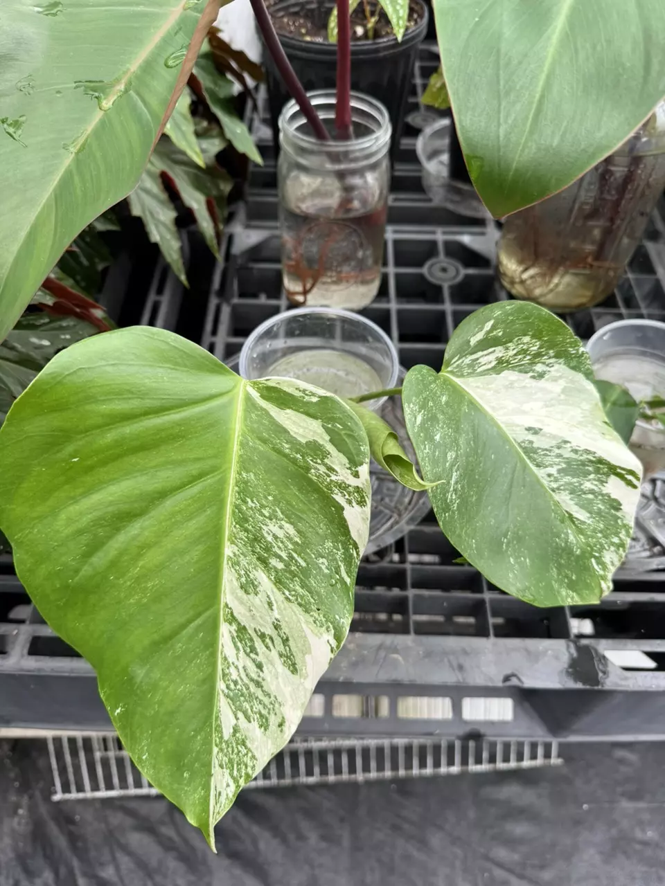 Single Leaf Cutting - MONSTERA ALBO thumbnail