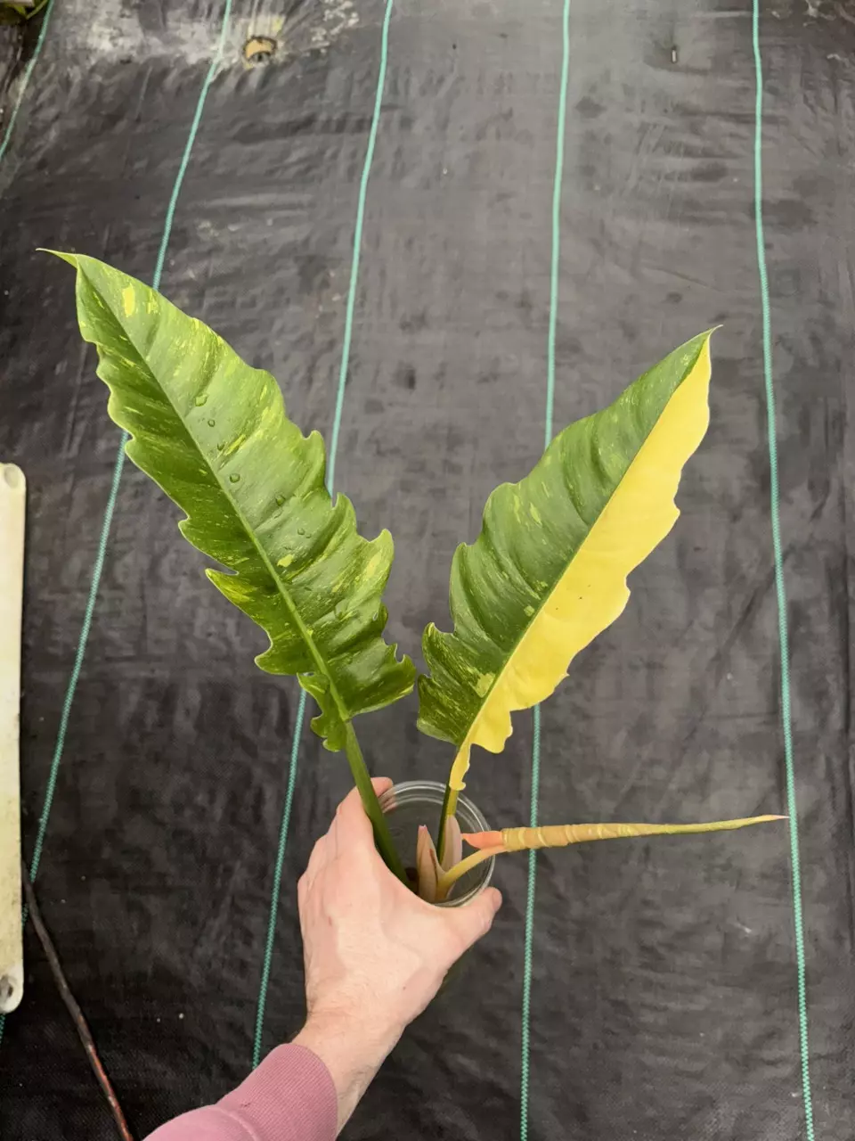 Philo Ring of Fire - High Var thumbnail