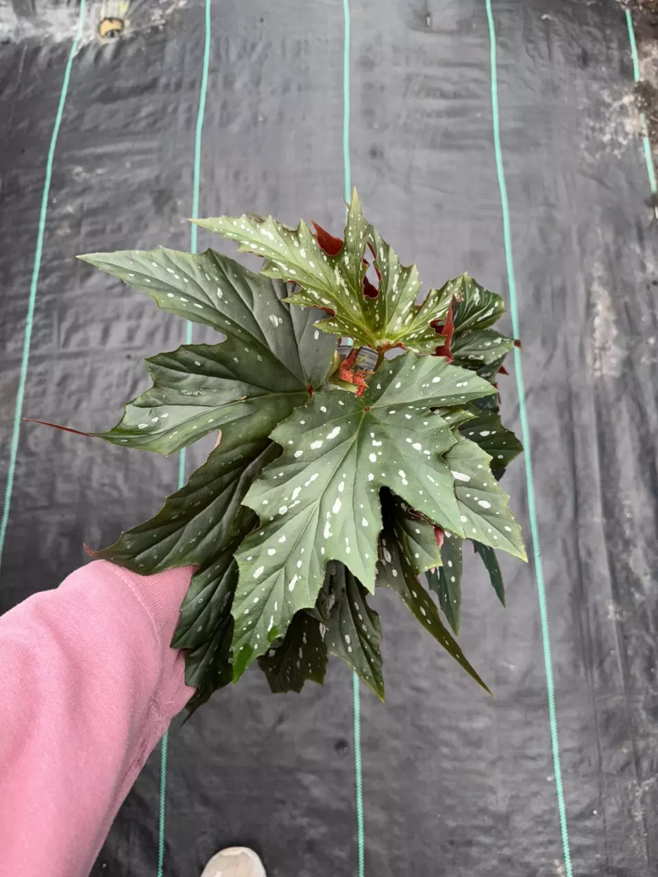 Angel Wing Begonia Cuttings (2 Pack) thumbnail