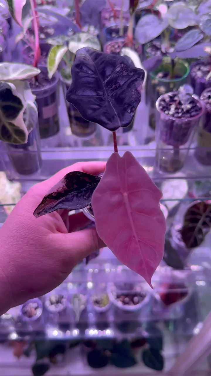 ObsessedPlantMom listing 💚 thumbnail