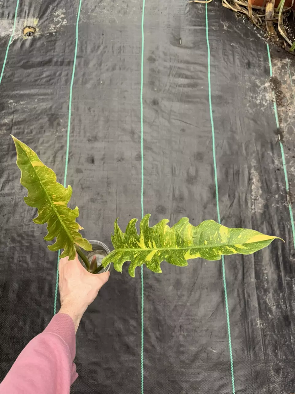 Philo Ring of Fire thumbnail