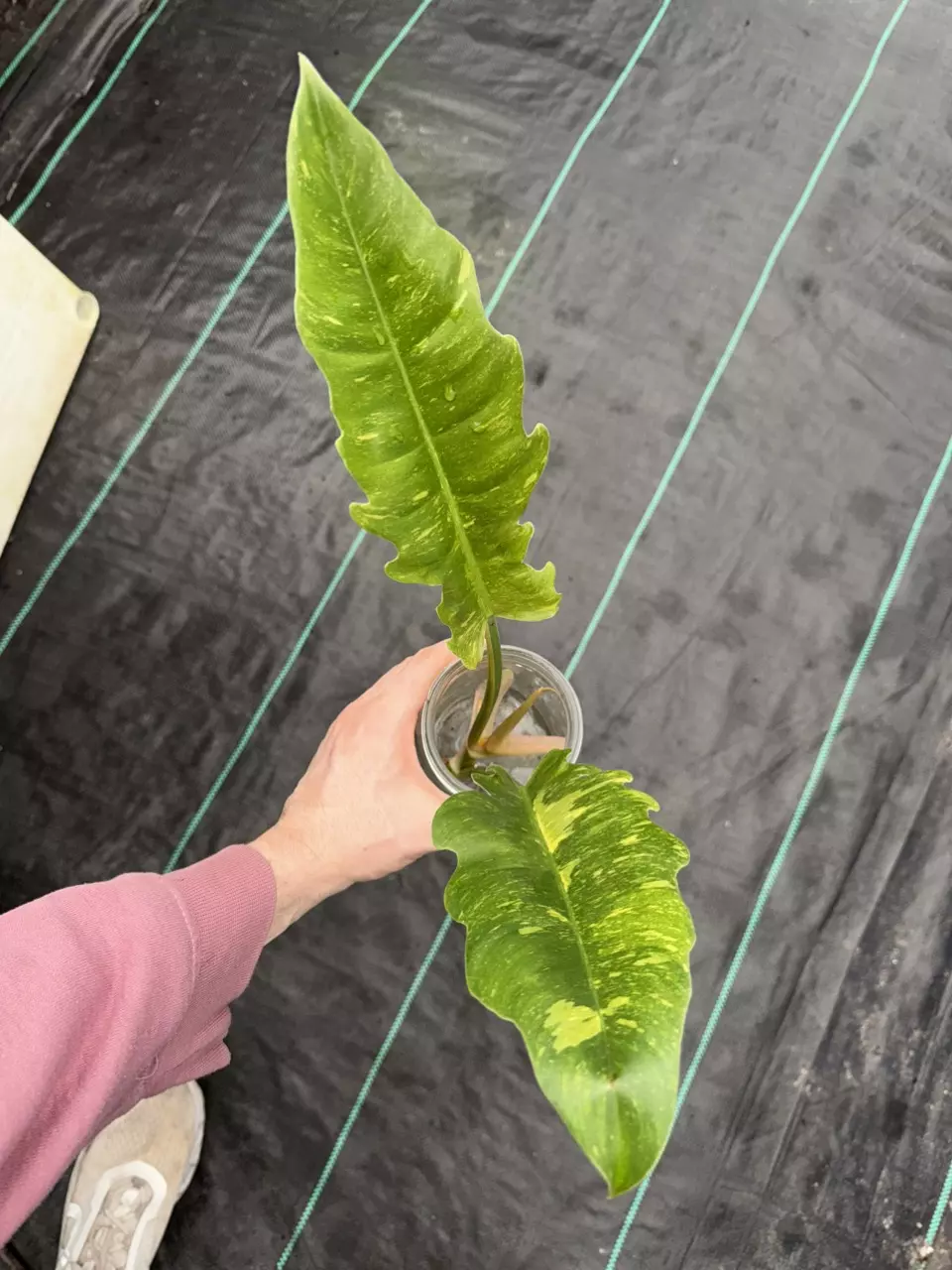 Philo Ring of Fire thumbnail