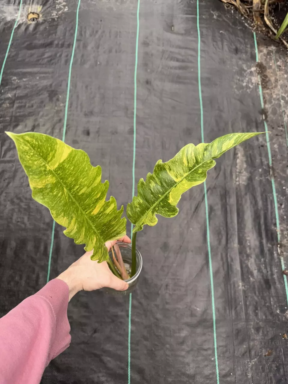 Philo Ring of Fire thumbnail