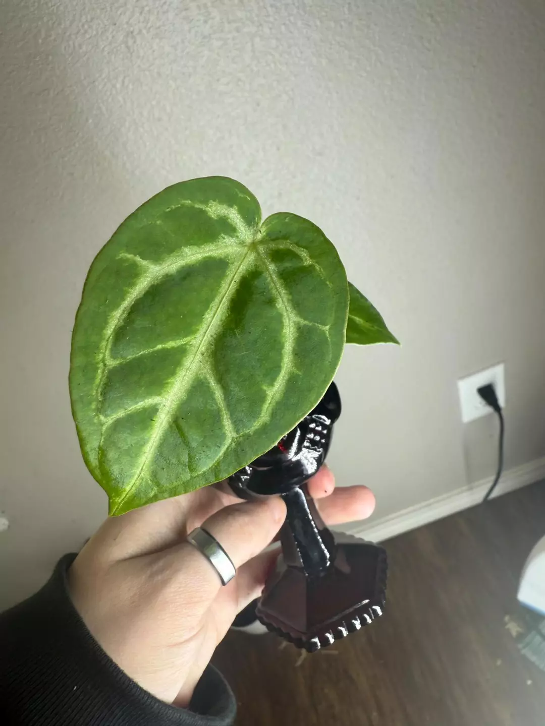 Anthurium Michelle hybrid offset thumbnail