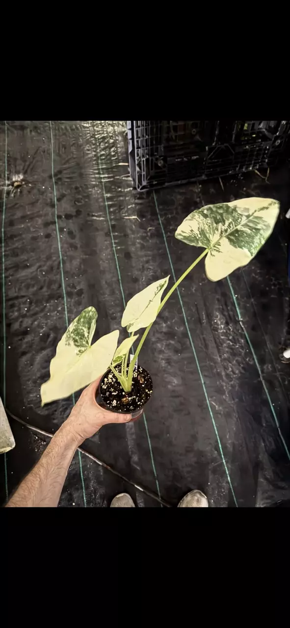 Alocasia Macrorrhiza Variegated thumbnail