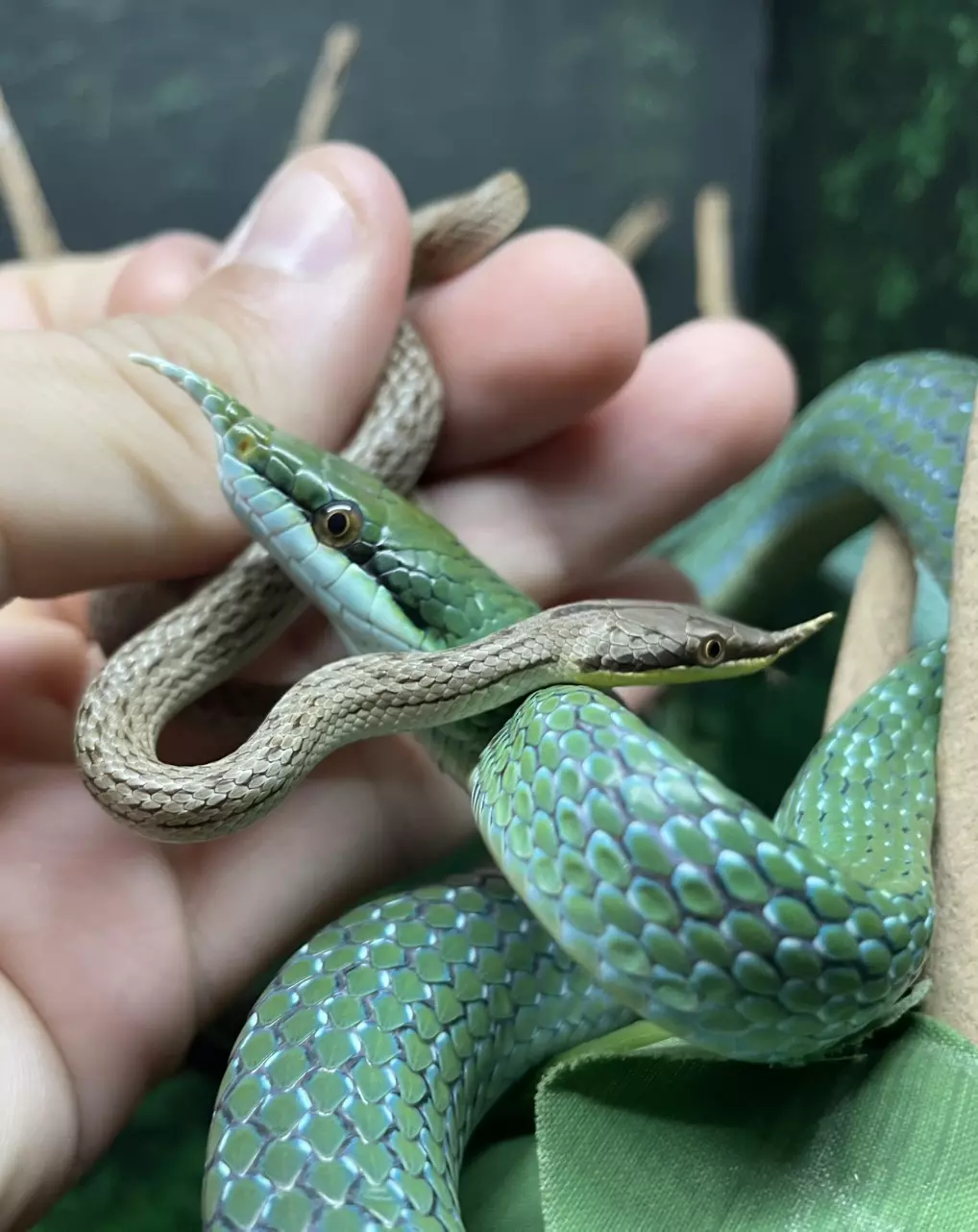 Rhino ratsnakes females 2025 thumbnail