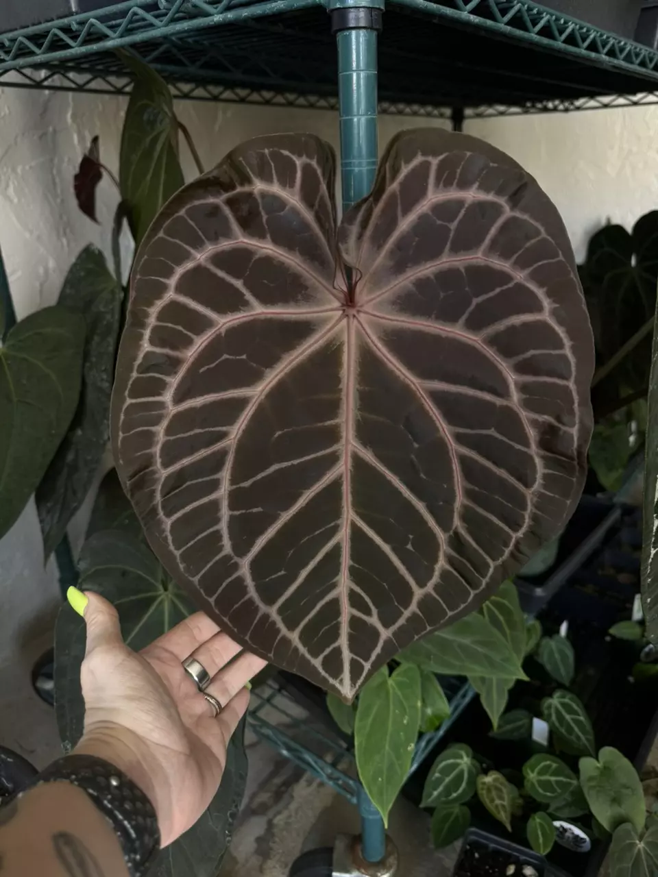 anthurium Tim Anderson red crystal thumbnail