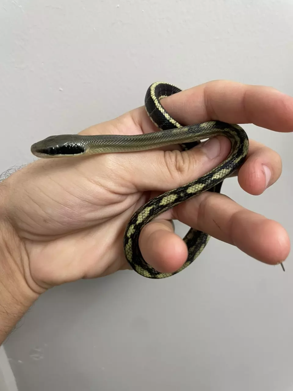 Vietnamese Blue Beauty Ratsnakes 2025 thumbnail