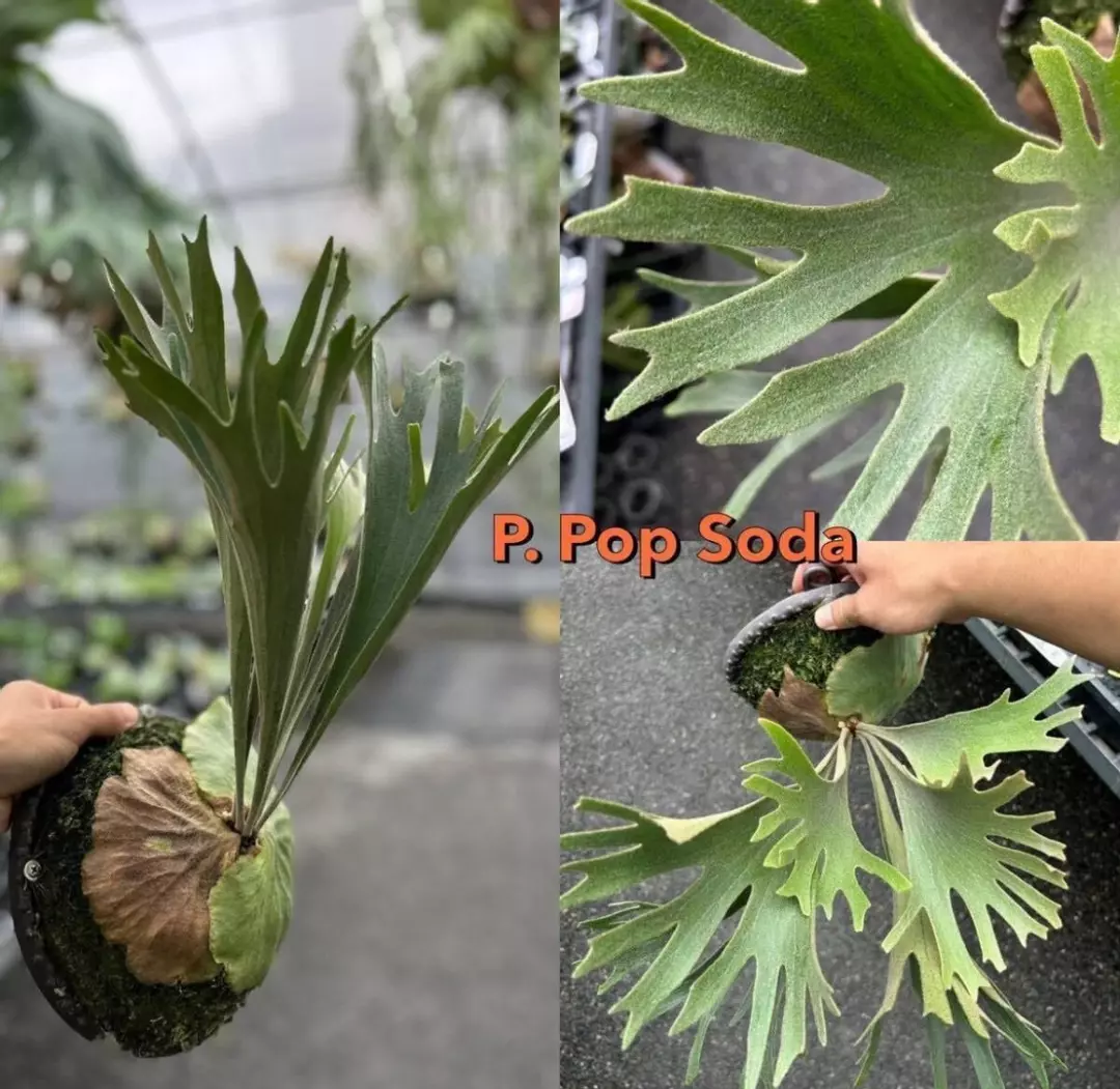 Platycerium Pop Soda thumbnail