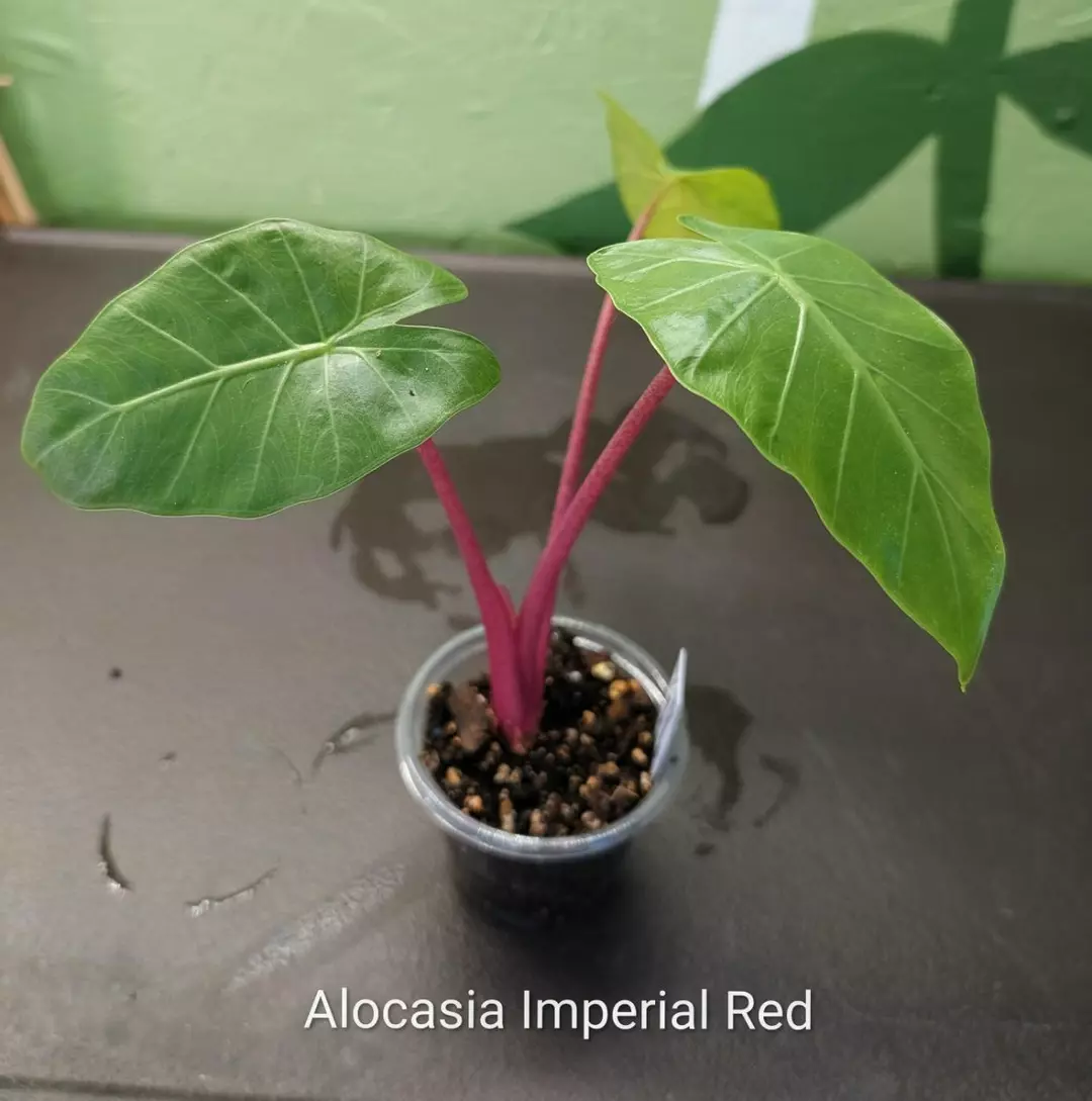 Alocasia Imperial Red thumbnail