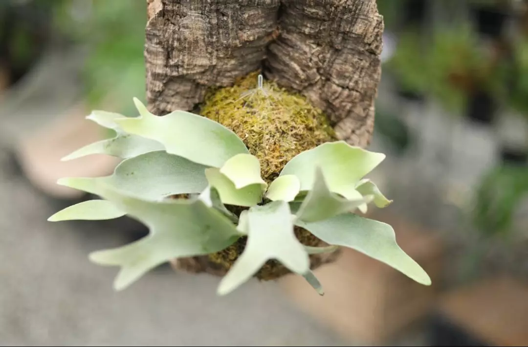 Platycerium veitchii no shield dwarf thumbnail