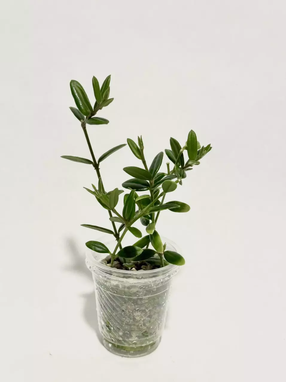 Hoya engleriana ‘Vietnam’ thumbnail