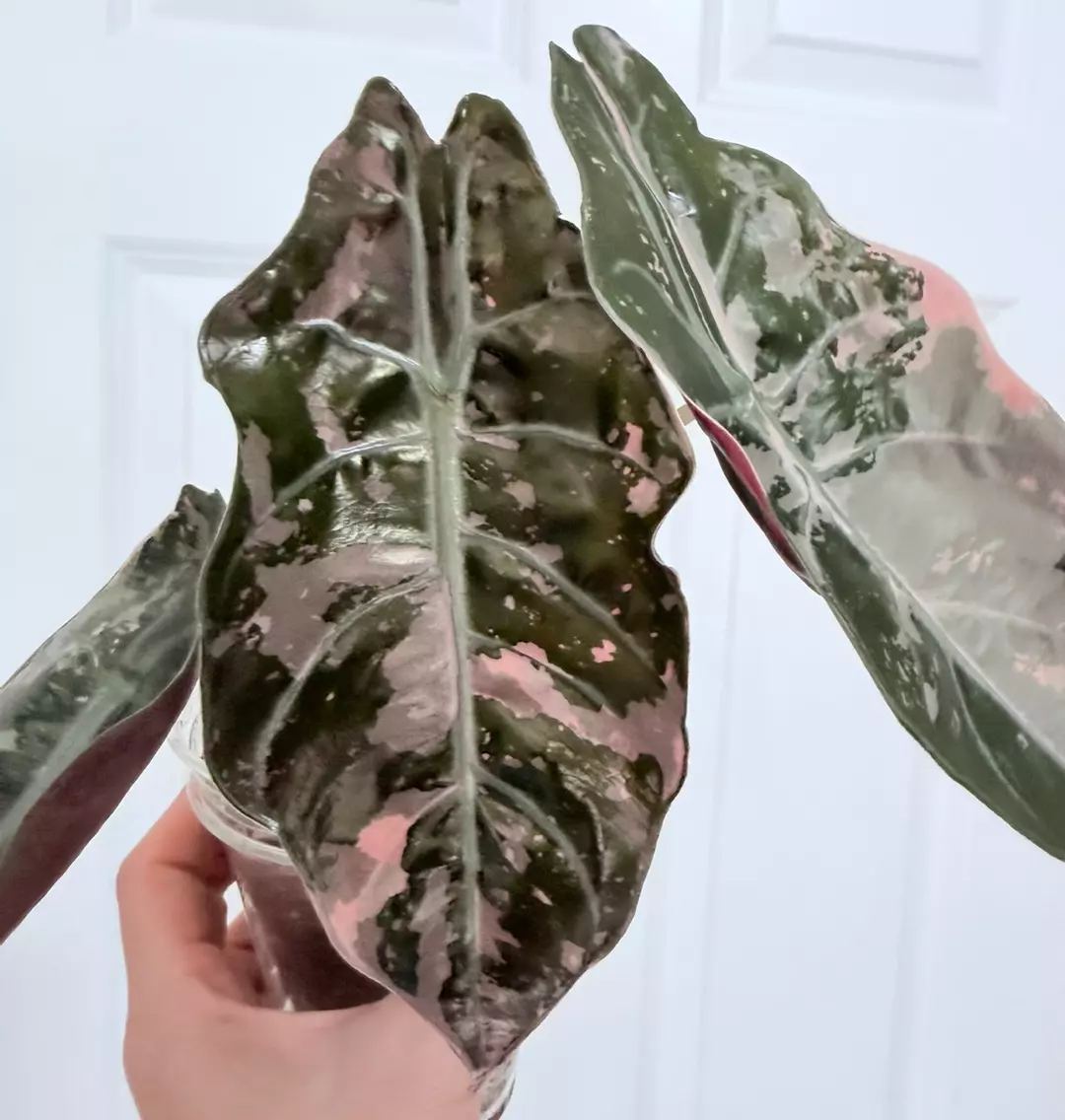 Alocasia Chantrieri Pink Variegated CORM A thumbnail