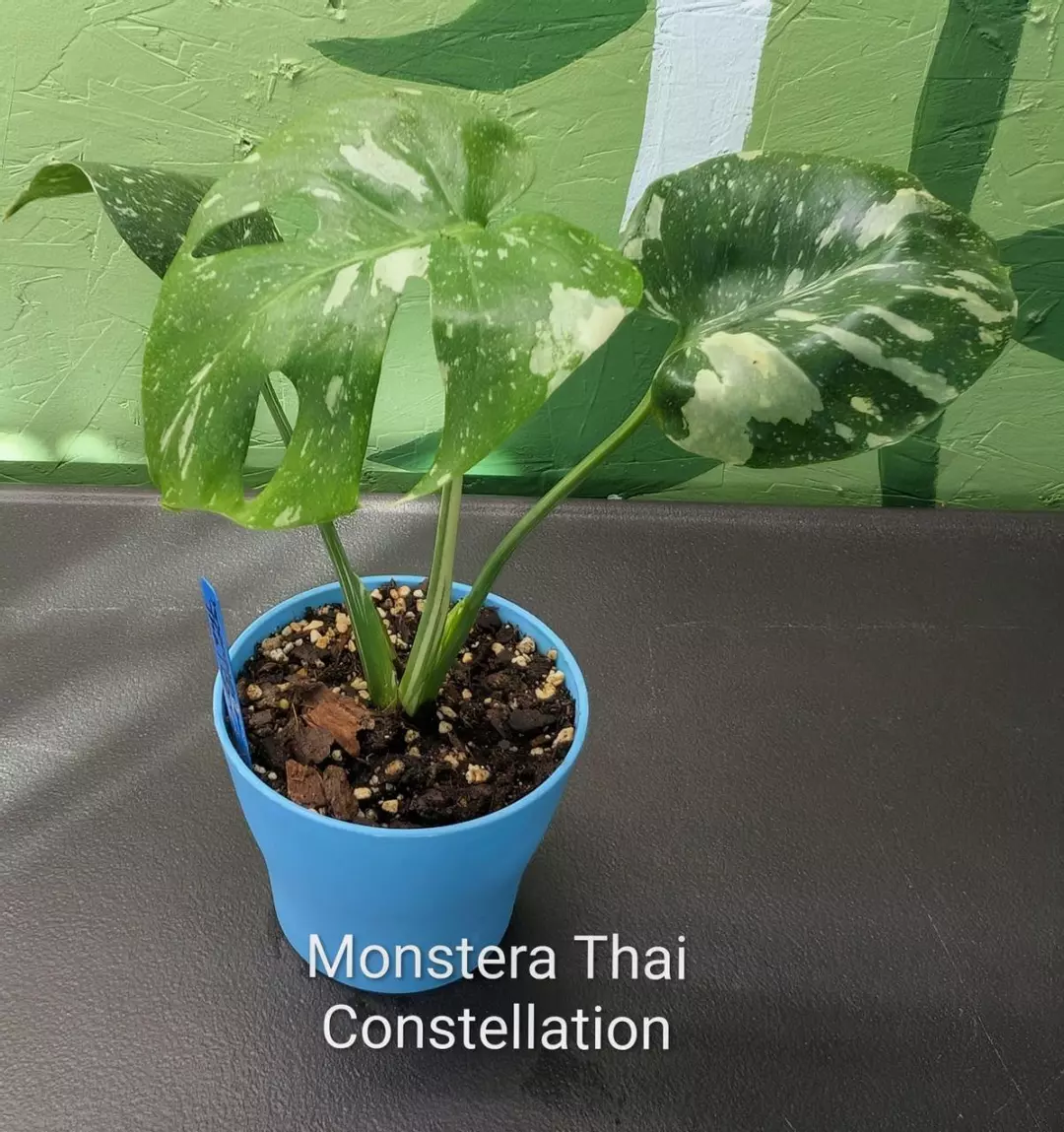 Monstera Thai Constellation thumbnail