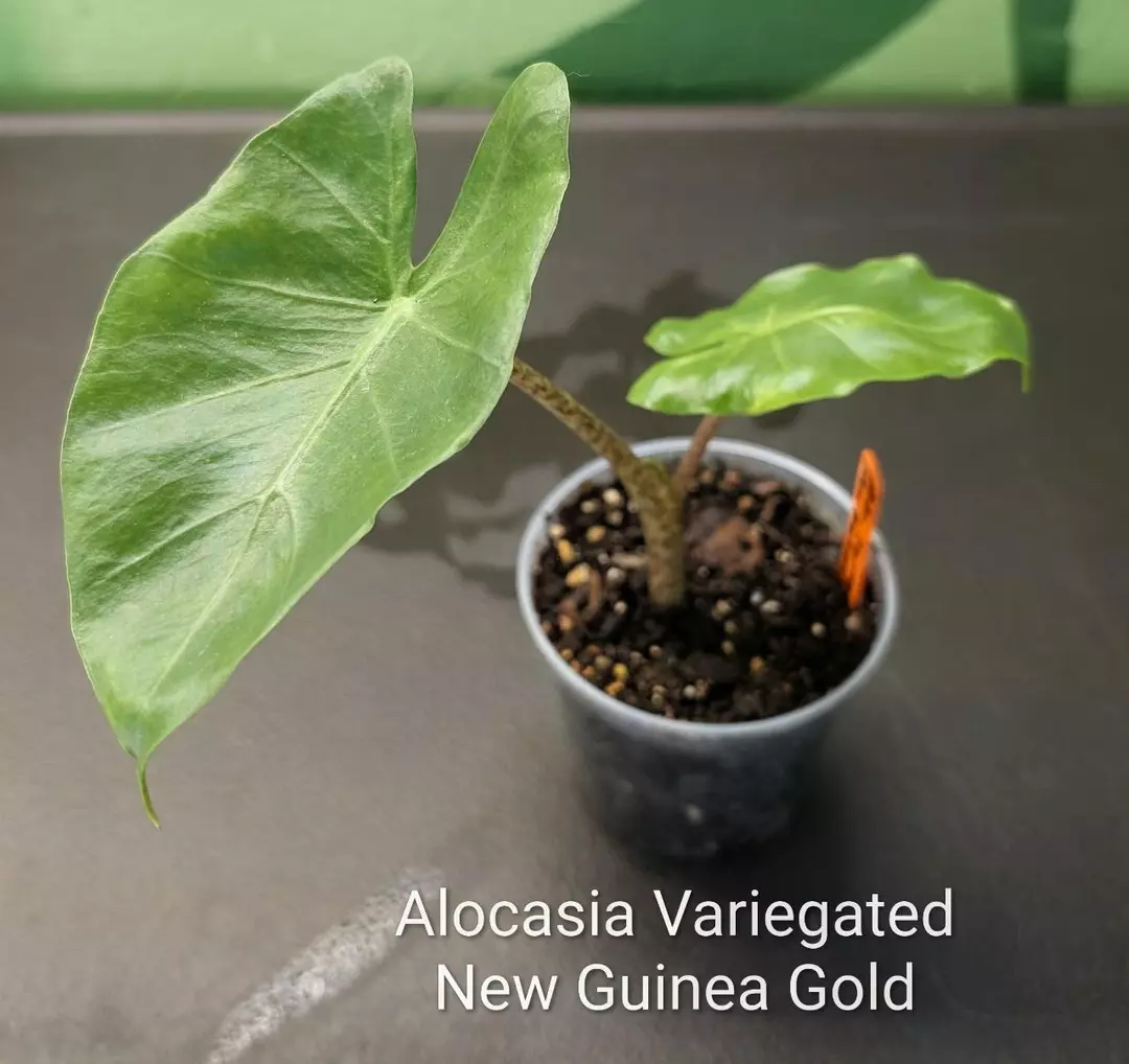 Alocasia Variegated New Guinea Gold thumbnail