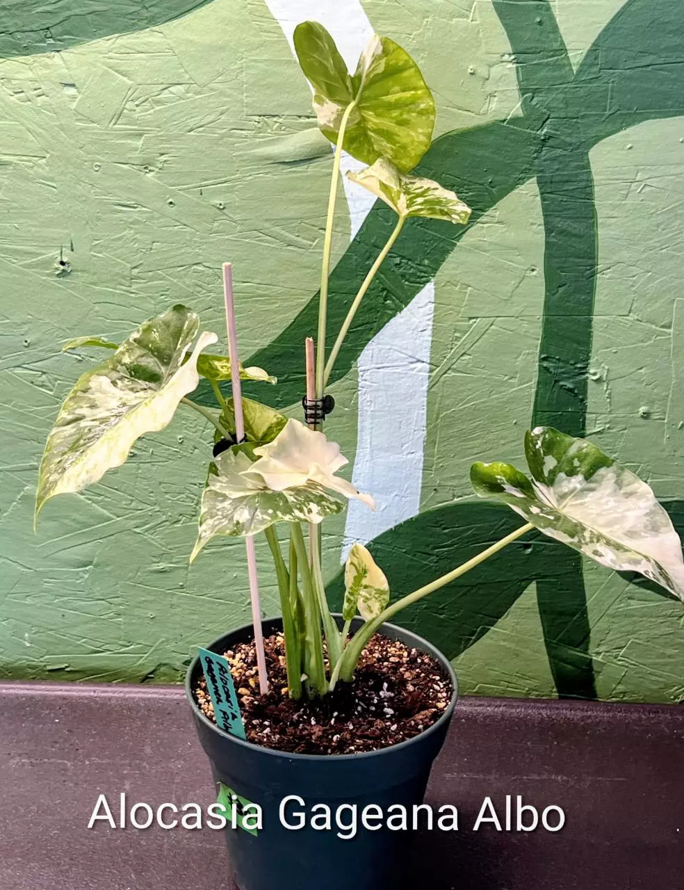 Alocasia Gageana Albo thumbnail