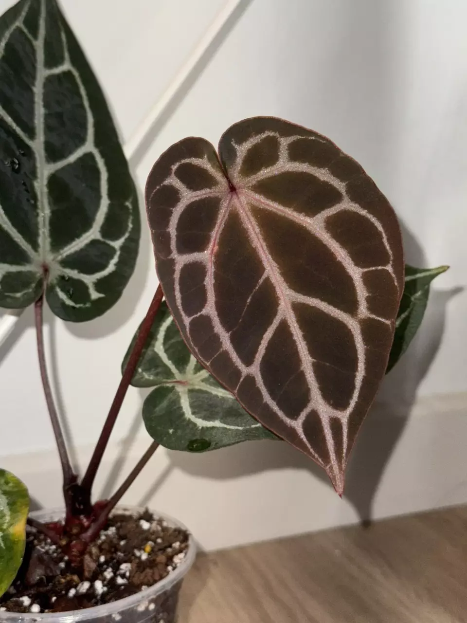 Anthurium Chocolate x red crystal thumbnail