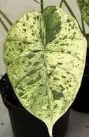 Alocasia Dragon Scale Mint High Variegation thumbnail