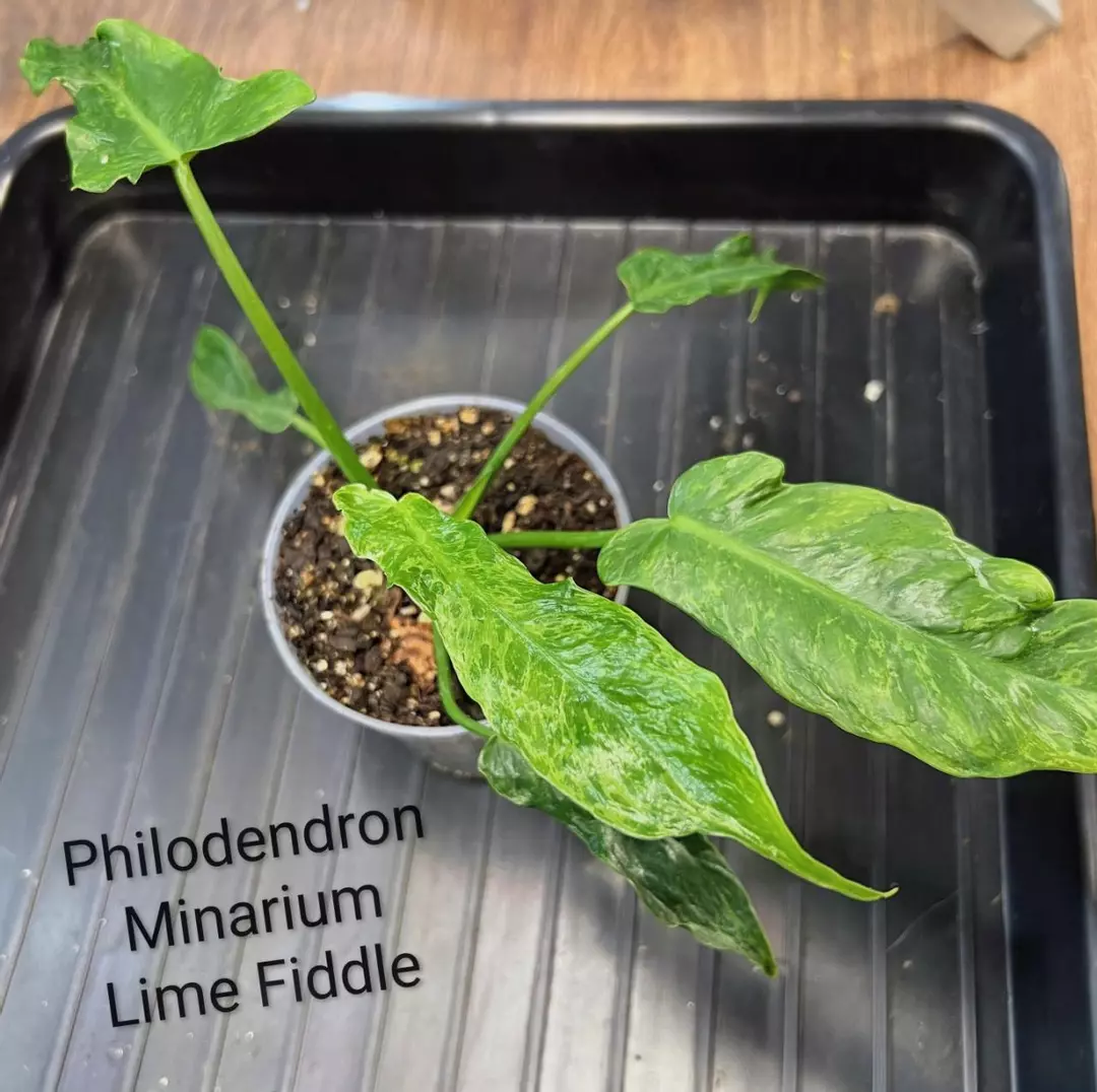 Philodendron Minarium Lime Fiddle thumbnail