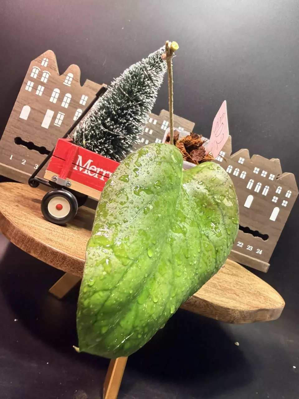 Hoya elephant#D2 thumbnail