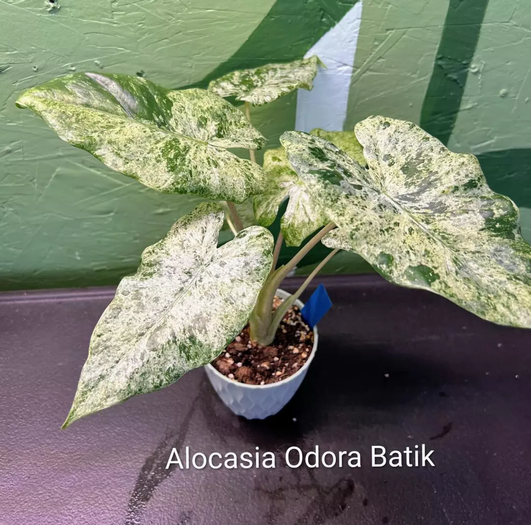 Alocasia Odora Batik thumbnail